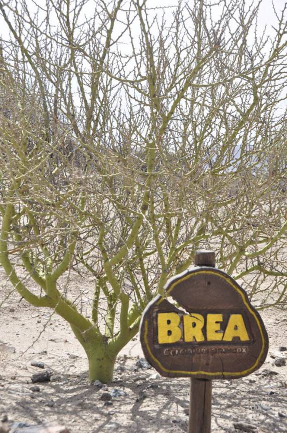 A Brea, uma das poucas árvores que cresce no Parque Provincial Ischigualasto, na Argentina